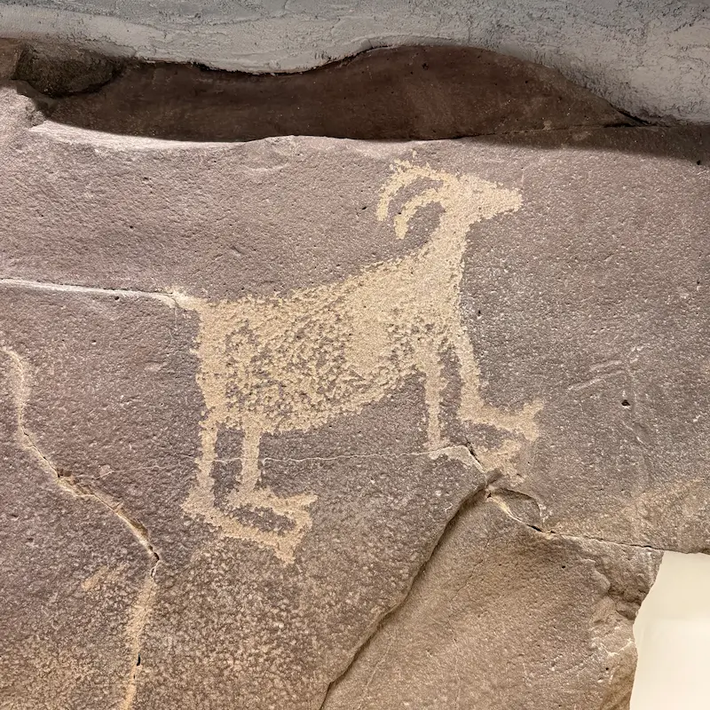 Petroglyph of a big horn sheep