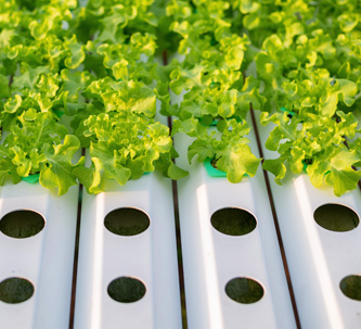 Hydroponics image